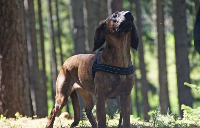 Hannoverscher Gebirgsschweißhund Steckbrief - Aussehen, Verhalten und Haltung