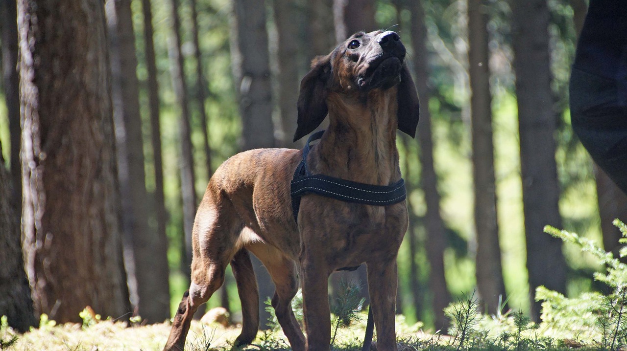 Hannoverscher Gebirgsschweißhund Steckbrief – Aussehen, Verhalten und Haltung