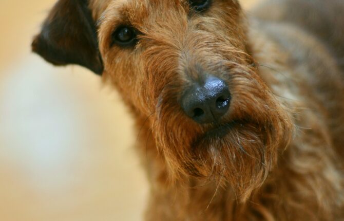 Irish-Terrier Steckbrief - Aussehen, Verhalten und Haltung