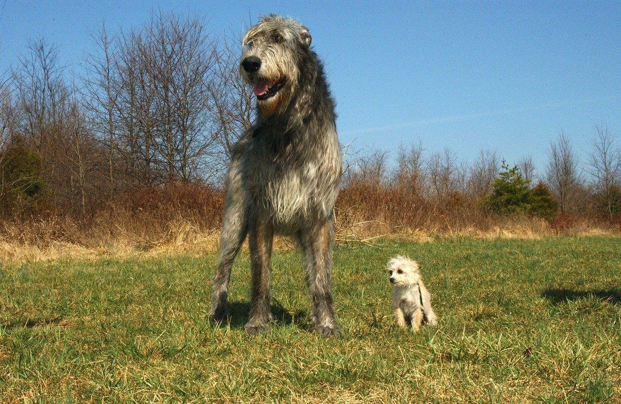 Irish Wolfhound Steckbrief – Aussehen, Verhalten und Haltung