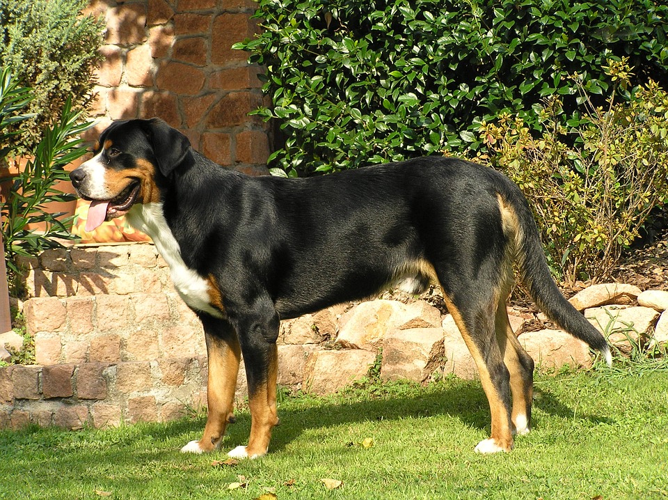 Großer Schweizer Sennenhund Steckbrief – Aussehen, Verhalten und Haltung