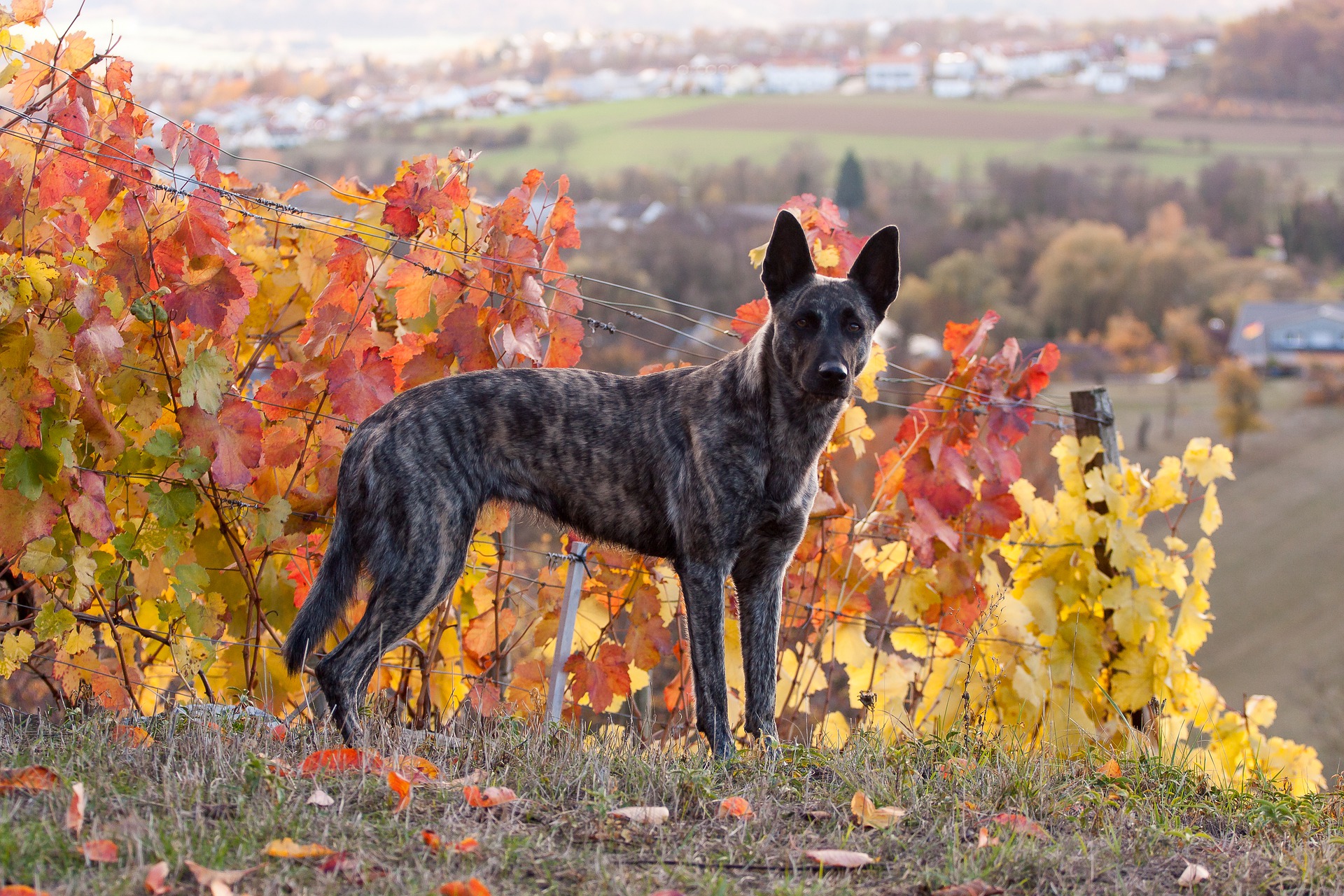 Holländischer Schäferhund Steckbrief – Aussehen, Verhalten und Haltung