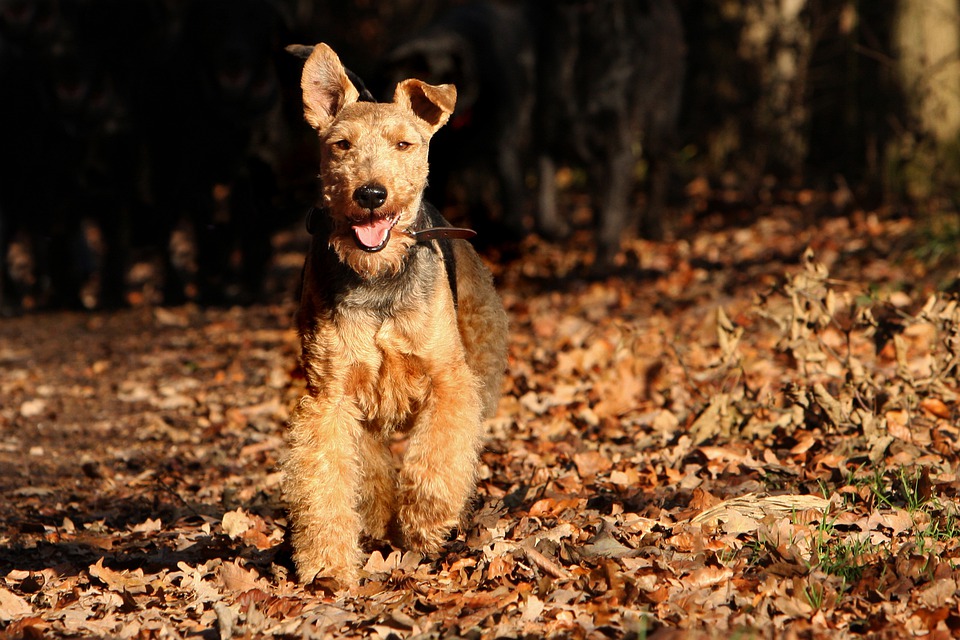 Welsh-Terrier Steckbrief – Aussehen, Verhalten und Haltung