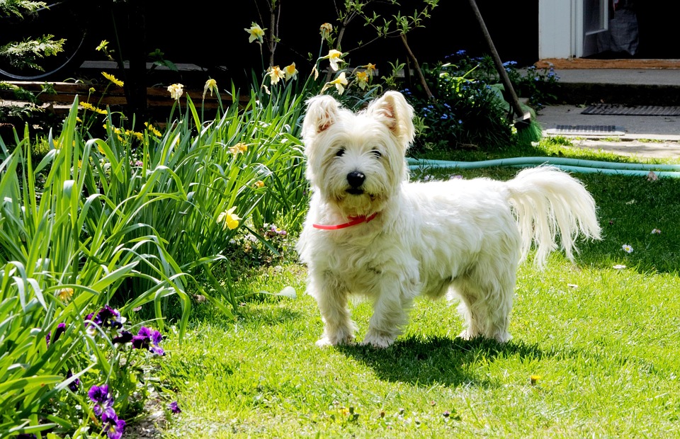 West-Highland-White-Terrier Steckbrief – Aussehen, Verhalten und Haltung