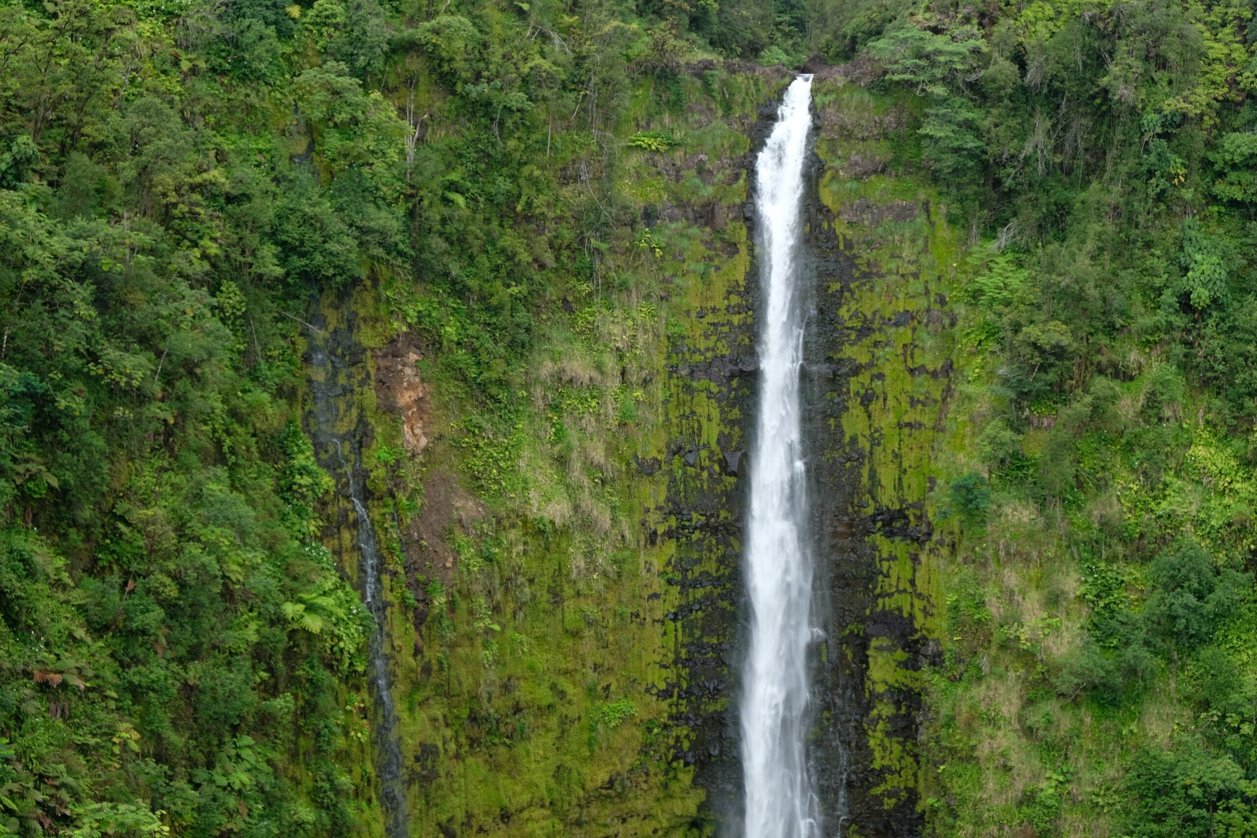 Akaka Falls Park – Hawaii Steckbrief & Bilder