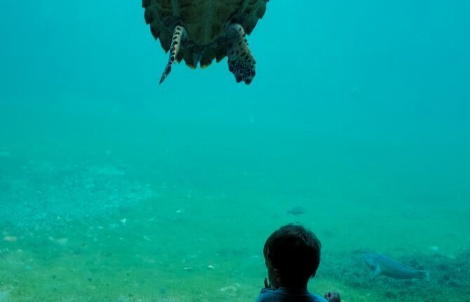 Cayman Turtle Centre - Kaimaninseln Steckbrief & Bilder
