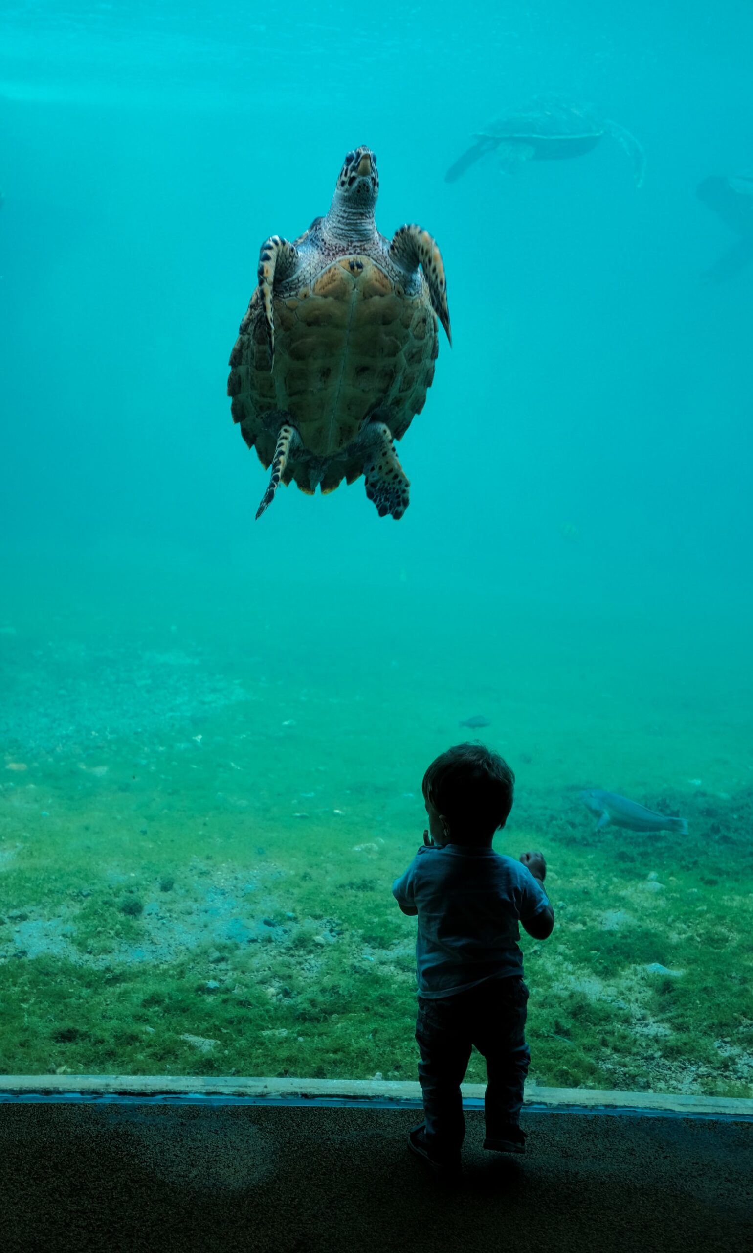 Cayman Turtle Centre – Kaimaninseln Steckbrief & Bilder