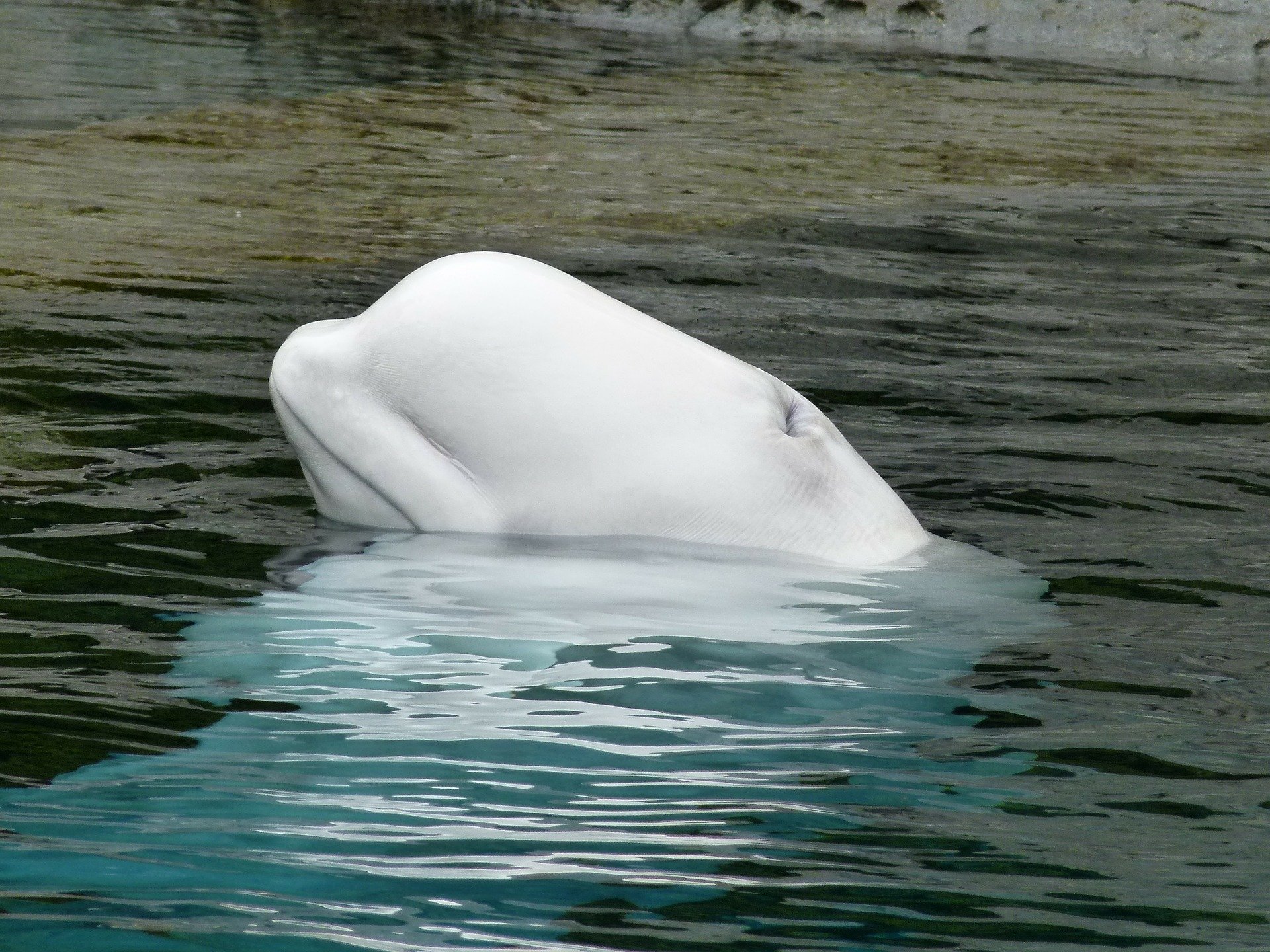 Beluga oder Weisswal Steckbrief – Lebensweise, Fortpflanzung, wirtschaftliche Bedeutung
