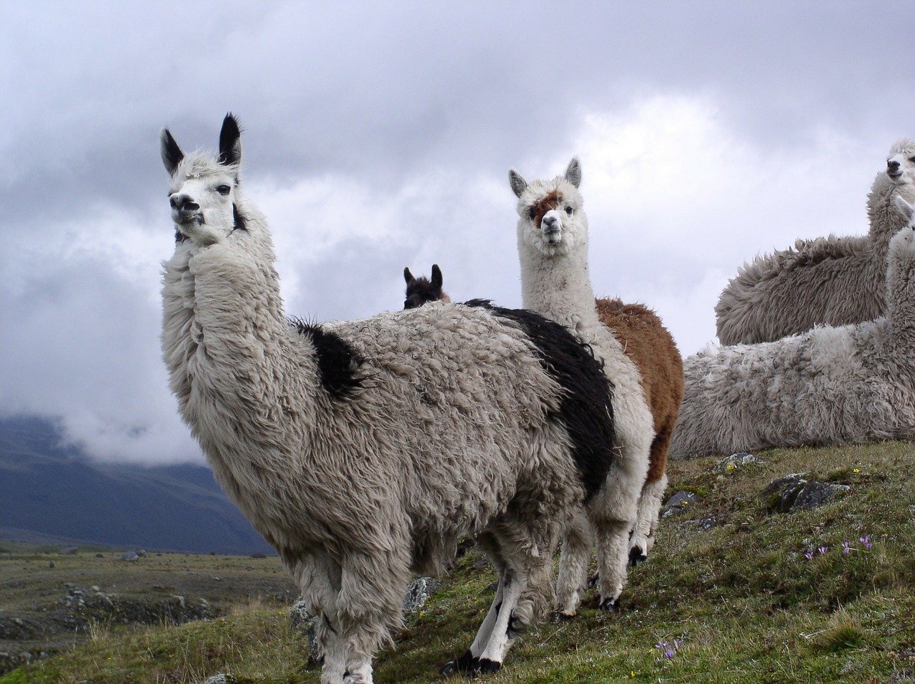 Lama Steckbrief – Aussehen, Abstammung der Haustierformen