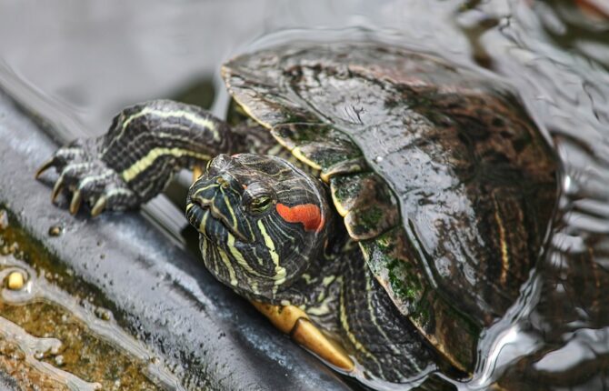 Sumpfschildkröten Steckbrief - Vorkommen und Arten