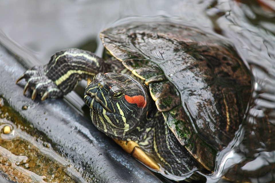 Sumpfschildkröten Steckbrief – Vorkommen und Arten