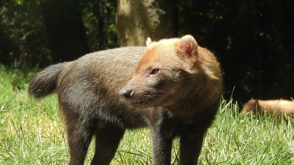 Waldhund Steckbrief – Aussehen, Lebensweise, Ernährung