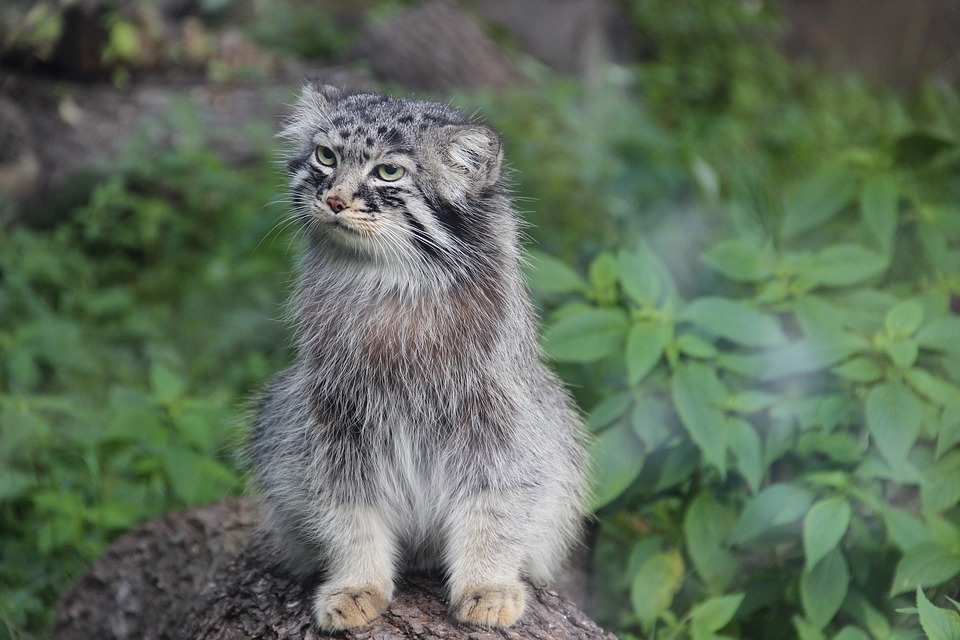 Wildkatzen Steckbrief – Steppenkatzen, Waldkatzen, Falbkatzen