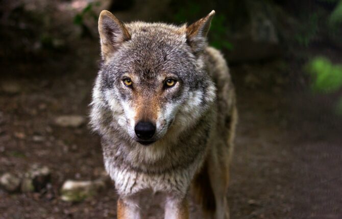 Wolf Steckbrief - Aussehen, Verbreitung und Arten