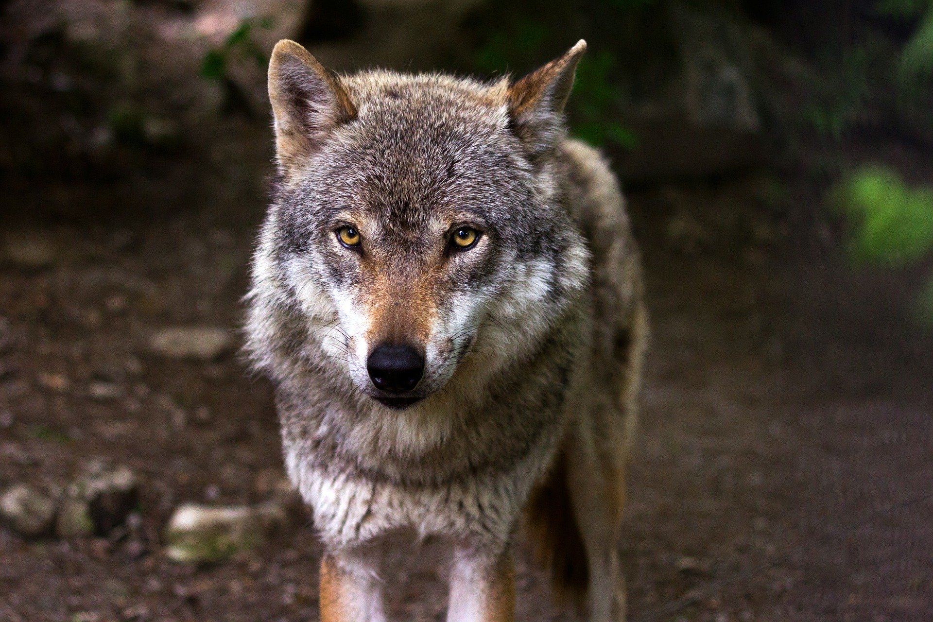 Wolf Steckbrief – Aussehen, Verbreitung und Arten