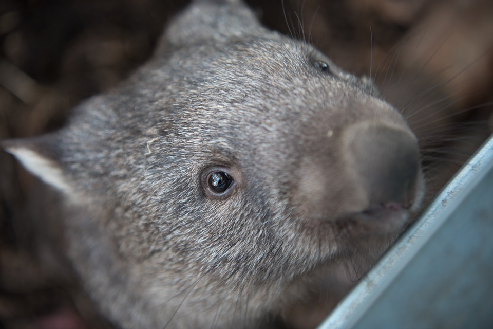 Wombat Steckbrief – Geschichte, Aussehen, Lebensweise