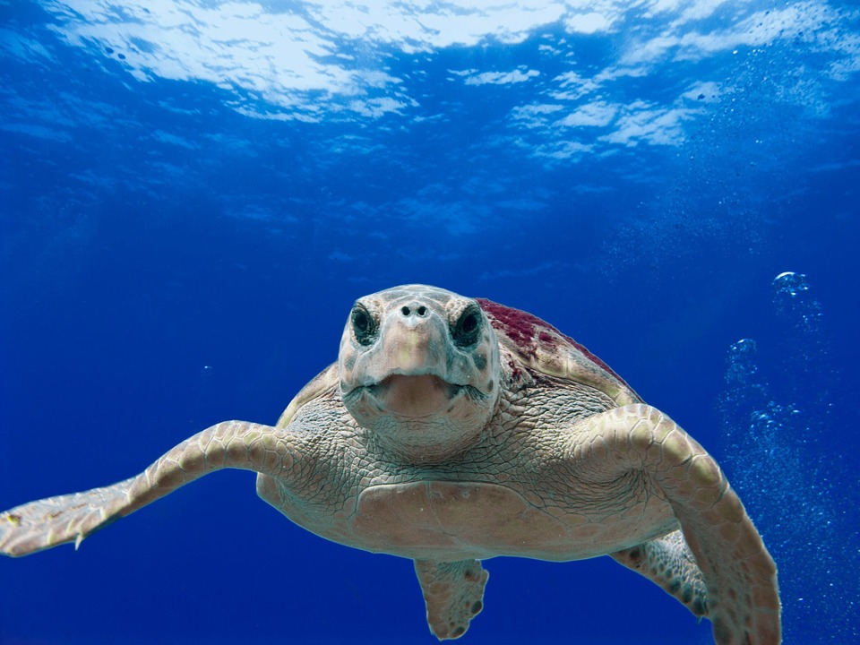 Meeresschildkröten Steckbrief – Unechte und Echte Karettschildkröte, Bastardschildkröte
