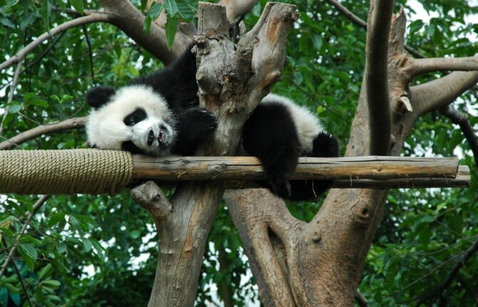 Großer Panda/ Bambusbär Steckbrief - Aussehen, Färbung, Lebensraum