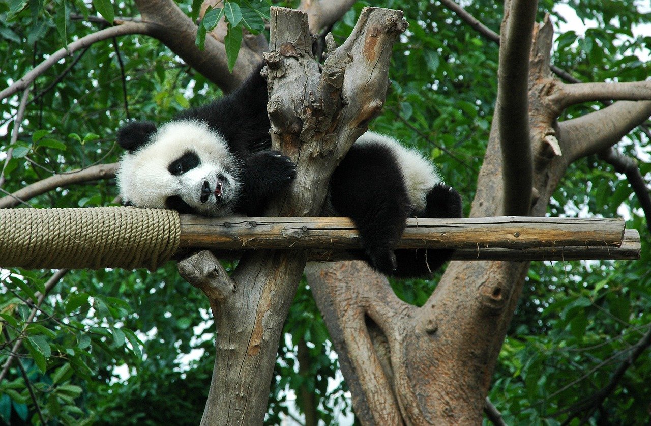 Großer Panda/ Bambusbär Steckbrief – Aussehen, Färbung, Lebensraum