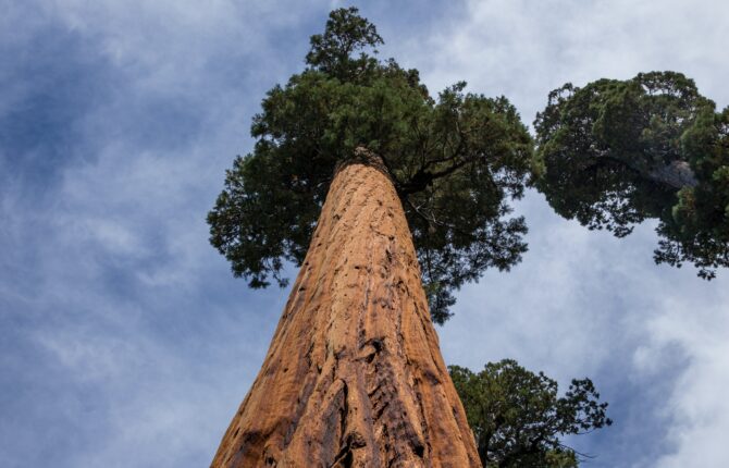 Redwood National- und State Park Steckbrief & Bilder