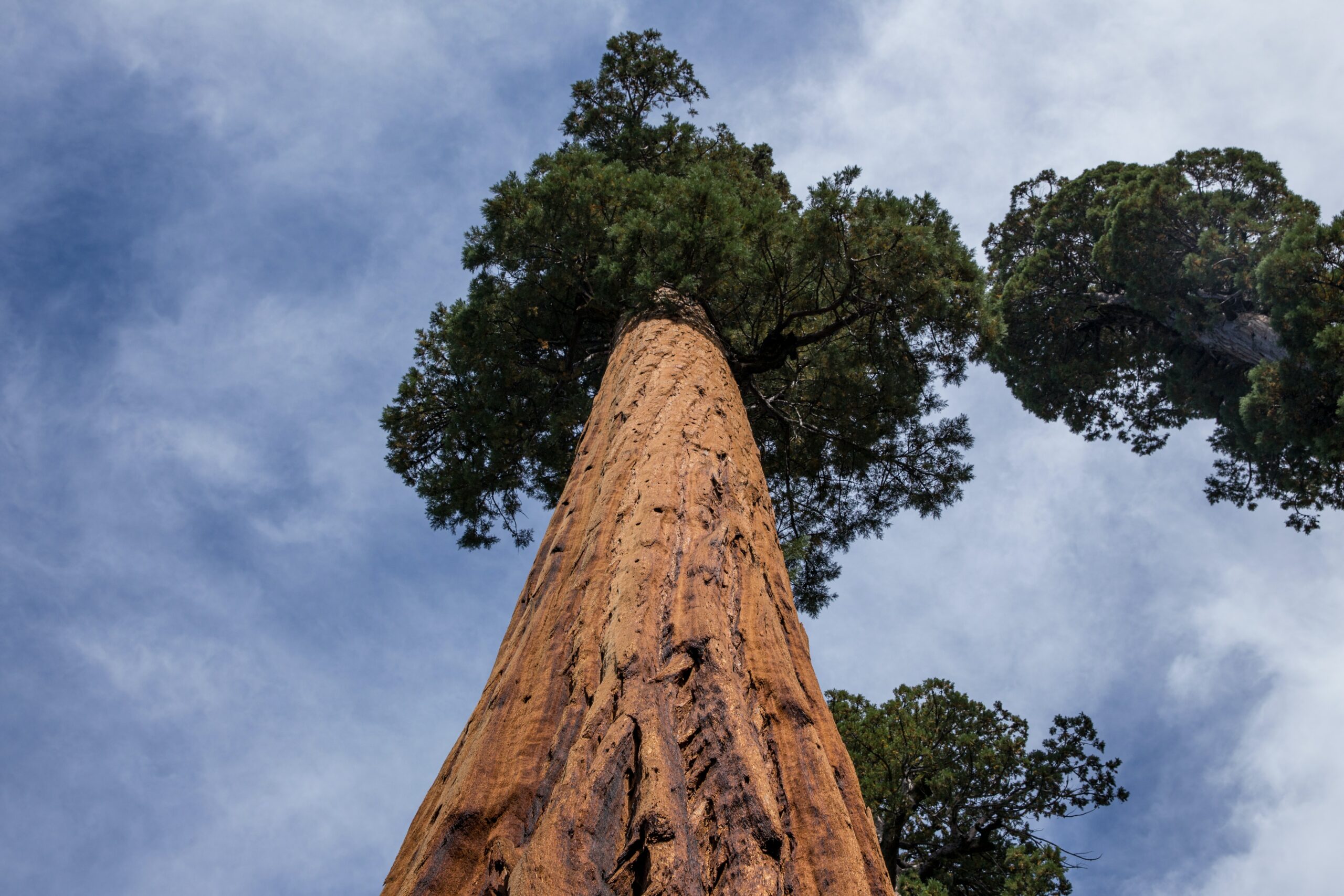 Redwood National- und State Park Steckbrief & Bilder